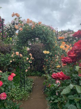 横浜イングリッシュガーデンに投稿された画像（2023/5/14）