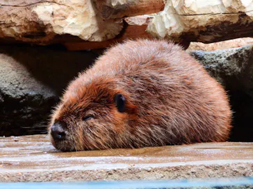 神戸どうぶつ王国に投稿された画像（2023/5/14）