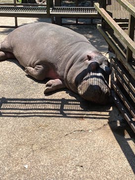 長崎バイオパークに投稿された画像（2023/5/14）