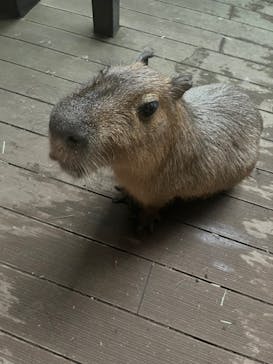 カワスイ 川崎⽔族館に投稿された画像（2023/5/14）