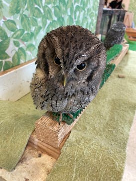 Moff animal world BIGHOPガーデンモール印西店に投稿された画像（2023/5/14）