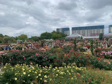 京成バラ園に投稿された画像（2023/5/14）