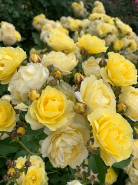 京成バラ園に投稿された画像（2023/5/14）