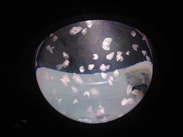 サンシャイン水族館に投稿された画像（2023/5/14）