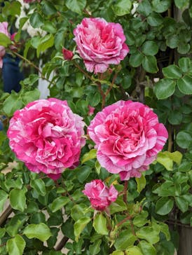 京成バラ園に投稿された画像（2023/5/14）