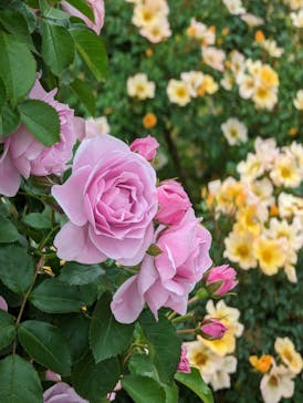 京成バラ園に投稿された画像（2023/5/14）