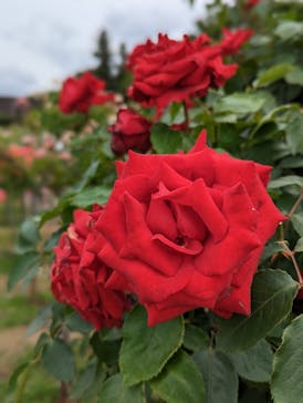 京成バラ園に投稿された画像（2023/5/14）