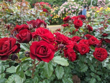 京成バラ園に投稿された画像（2023/5/14）