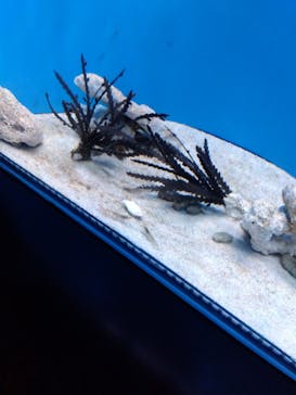 サンシャイン水族館に投稿された画像（2023/5/14）