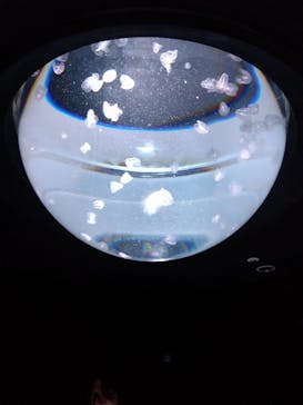 サンシャイン水族館に投稿された画像（2023/5/14）