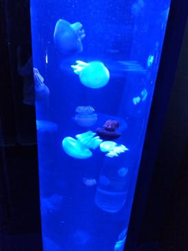 サンシャイン水族館に投稿された画像（2023/5/14）