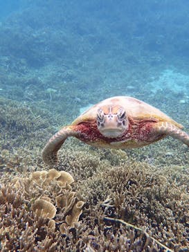 オースリーシュノーケル宮古島に投稿された画像（2023/5/14）