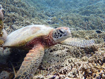 オースリーシュノーケル宮古島に投稿された画像（2023/5/14）