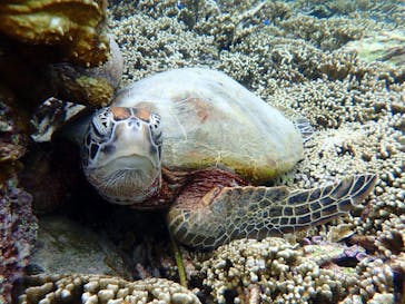 オースリーシュノーケル宮古島に投稿された画像（2023/5/14）