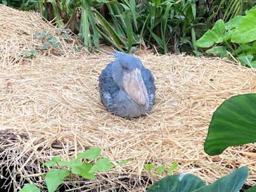 神戸どうぶつ王国に投稿された画像（2023/5/14）