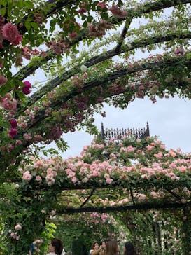 横浜イングリッシュガーデンに投稿された画像（2023/5/14）