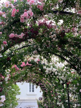 横浜イングリッシュガーデンに投稿された画像（2023/5/14）