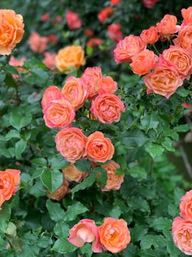 横浜イングリッシュガーデンに投稿された画像（2023/5/14）