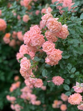 横浜イングリッシュガーデンに投稿された画像（2023/5/14）