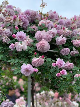 横浜イングリッシュガーデンに投稿された画像（2023/5/14）