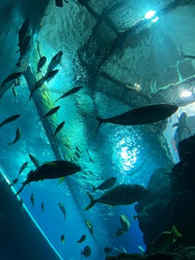 大分マリーンパレス水族館 「うみたまご」に投稿された画像（2023/5/15）