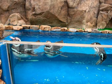 大分マリーンパレス水族館 「うみたまご」に投稿された画像（2023/5/15）