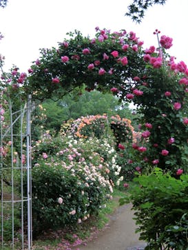 京成バラ園に投稿された画像（2023/5/15）