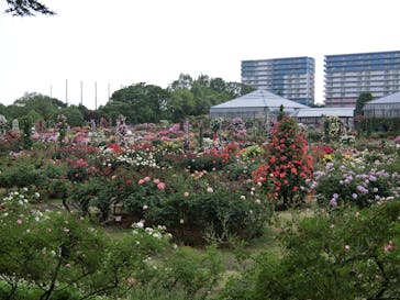 京成バラ園に投稿された画像（2023/5/15）
