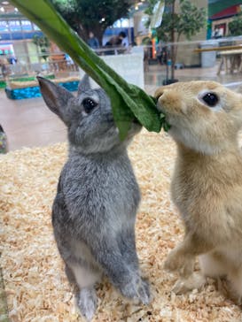 いきもの探検隊上尾に投稿された画像（2023/5/15）