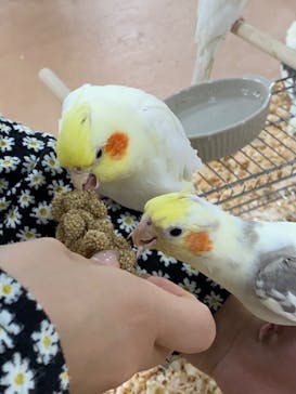 いきもの探検隊上尾に投稿された画像（2023/5/15）