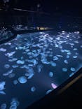 すみだ水族館に投稿された画像（2023/5/15）