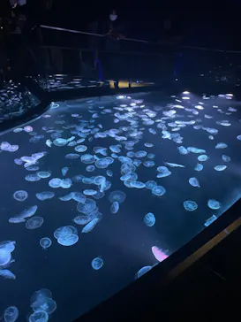 すみだ水族館に投稿された画像（2023/5/15）