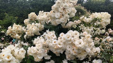 横浜イングリッシュガーデンに投稿された画像（2023/5/15）