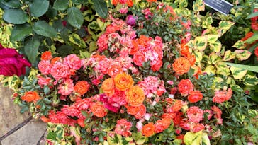 横浜イングリッシュガーデンに投稿された画像（2023/5/15）