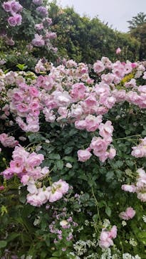 横浜イングリッシュガーデンに投稿された画像（2023/5/15）