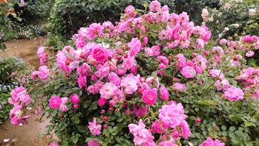 横浜イングリッシュガーデンに投稿された画像（2023/5/15）