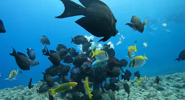 武藤潜水に投稿された画像（2023/5/15）