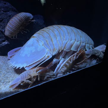 サンシャイン水族館に投稿された画像（2023/5/15）