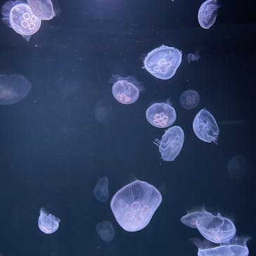 サンシャイン水族館に投稿された画像（2023/5/15）