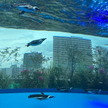 サンシャイン水族館に投稿された画像（2023/5/15）