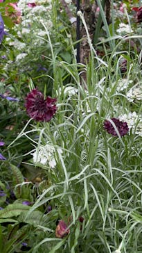 横浜イングリッシュガーデンに投稿された画像（2023/5/15）