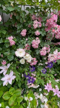 横浜イングリッシュガーデンに投稿された画像（2023/5/15）