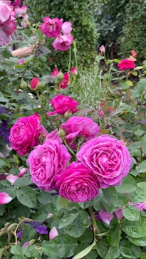 横浜イングリッシュガーデンに投稿された画像（2023/5/15）