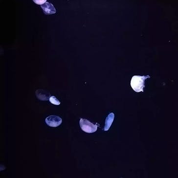 サンシャイン水族館に投稿された画像（2023/5/15）