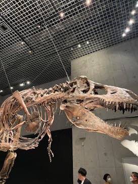 特別展「恐竜博2023」に投稿された画像（2023/5/15）