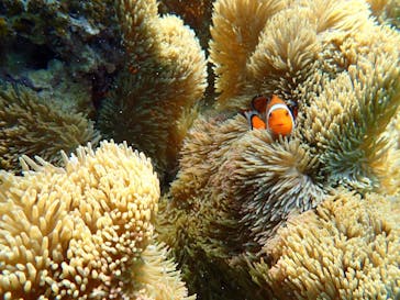 オースリーシュノーケル宮古島に投稿された画像（2023/5/15）