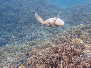 オースリーシュノーケル宮古島に投稿された画像（2023/5/15）