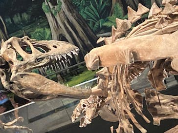 特別展「恐竜博2023」に投稿された画像（2023/5/15）
