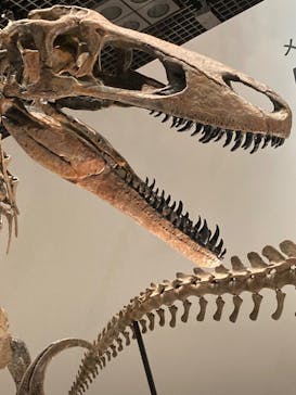 特別展「恐竜博2023」に投稿された画像（2023/5/15）