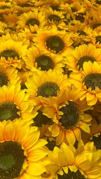 ゴッホ・アライブ神戸に投稿された画像（2023/5/15）